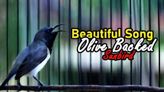 OliveBacked Sunbird Sound Call In Beautiful Song [upl. by Robbie695]