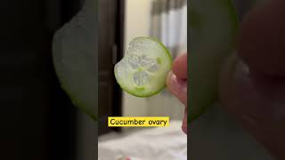 🥒 cucumber placentation ovary and family explained in hindiplantanatomy neetshorttricks [upl. by Hsital]