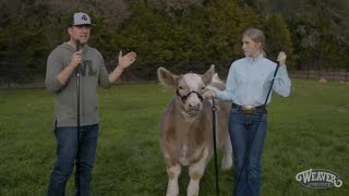 Showmanship The Right Way To Hold a Halter [upl. by Avruch]