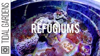 Refugiums for the Reef Aquarium [upl. by Afinom]