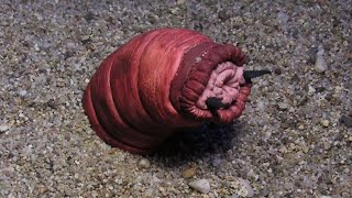 Mongolian Death Worm Of The Gobi Desert [upl. by Aninaig]