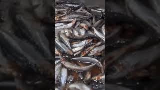 Cómo se hacen las sardinas🐟 enlatadas en las fábricas 🏭 [upl. by Shing]