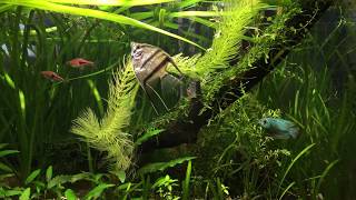 Little Dwarf Gourami bullying larger Angelfish [upl. by Noseimaj]