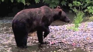 Grizzlies fishing in Tongass National Forest Alaska [upl. by Lepley]