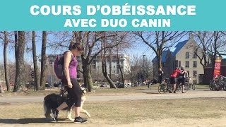 COURS DOBÉISSANCE avec Duo Canin [upl. by Delbert]