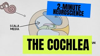 2Minute Neuroscience The Cochlea [upl. by Jordon]