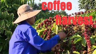 The coffee harvest and coffee production in the factory  agricultural knowledge [upl. by Ernaldus]