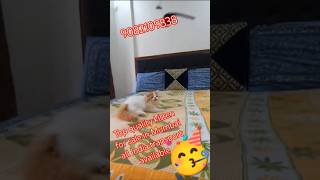 CFA lineng top quality 💥💥 kittens for sale in Mumbai shorts viral trending cat youtubeshorts [upl. by Lapides486]