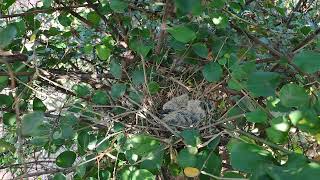 Amazing Dove Nest [upl. by Noorah]