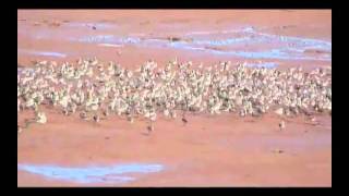 Flight of the Semipalmated Sandpipers [upl. by Gable]