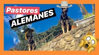 2 PASTORES ALEMANES ladrando 🐶 LADRIDOS de perros enojados [upl. by Damiano155]