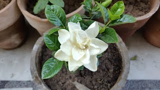 How To Grow amp Care Gandhraj  Gardenia Plant in Pots  Summer Care of Gandhraj Plant [upl. by Anilys]