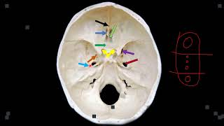 CRANIAL CAVITY AND SKULL FORAMINA [upl. by Eelyahs587]