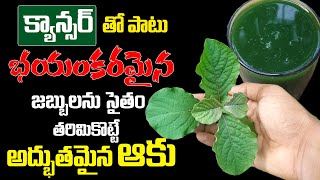 Ayurvedic Treatment for Cancer in Telugu  Cancer Symptoms  భయంకరమైన జబ్బులను తరిమికొట్టే ఆకు [upl. by Pilif224]