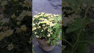 How to grow chrysanthemum from cuttings chrysanthemum [upl. by Trofmoc]