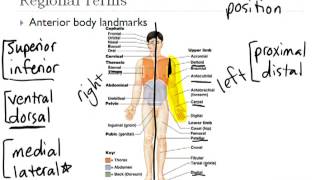 1 anatomical terms [upl. by Otokam25]