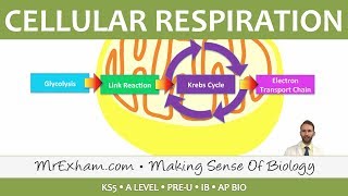 Cellular Respiration  Introduction to Respiration  Post 16 Biology A Level PreU IB AP Bio [upl. by Nahtad272]