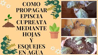 COMO PROPAGAR EPISCIA CUPREATA MEDIANTE HOJAS Y ESQUEJES EN AGUA l manuplant [upl. by Yesteb]