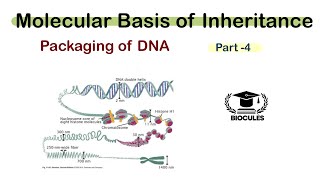 Packaging of DNA helix  Nucleosome model  Molecular basis of Inheritance  Class 12th  NEET [upl. by Kolosick]