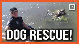 Elderly Dog Found Floating on Shopping Cart in Canal Rescued by Humane Society [upl. by Rediah]