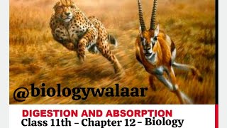 Class 11  Biology  Chapter 12  Lecture 3  Digestion and Absorption  Digestion in Amoeba [upl. by Namrehs]