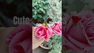 Cute 😍 roses 🌹🌹 roses ఇష్టం ఉంటే pls subscribe [upl. by Tessil]