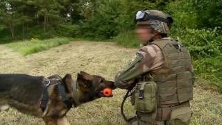 Ma vie de chien militaire 15 Mon entraînement [upl. by Kcirtapnhoj652]