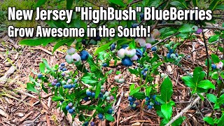 New Jersey quotHighBushquot BlueBerries Grow Awesome in the South [upl. by Tiloine]