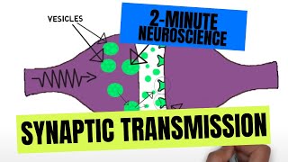 2Minute Neuroscience Synaptic Transmission [upl. by Rahal]