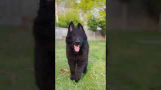 Belgian Shepherd Puppies for Saledoglover dogs puppies [upl. by Kired]