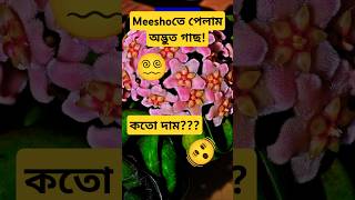 Meesho তে পেলাম Hoya Compacta🫨hoyaplanthoyacompactahinduropeexoticplantmeeshohaul shortsvideo [upl. by Sherl]