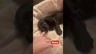 Say hello to Bella [upl. by Samal]