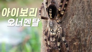 아이보리 오너멘탈 로우랜드Poecilotheria subfusca [upl. by Llatsyrc169]