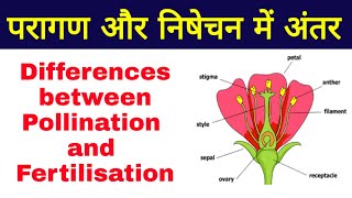 परागण और निषेचन में अंतर  Differences between Pollination and Fertilisation  nisechan kya hai [upl. by Matthia]