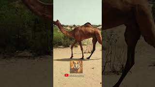 Witness the amazing animal transformation 💥short animalsofyoutube shorts [upl. by Siraval549]