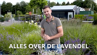 Alles over Lavendel  TUINPLEZIER [upl. by Anabelle]