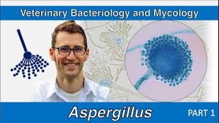 Aspergillus Part 1  Veterinary Bacteriology and Mycology [upl. by Reedy]