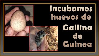 🥚 ¿Como incubar huevos de Gallina de Guinea [upl. by Shaylyn]