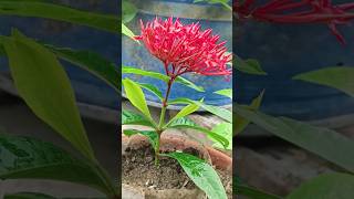 How To Grow Ixora Plant From CuttingShorts [upl. by Linden709]