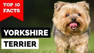 Yorkshire Terrier – Top 10 Facts Toy Dog [upl. by Jung]