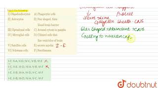 Match the following I Oligodendrocytes A Phagocytic cellsII AstrocytesB Star shaped [upl. by Daenis]