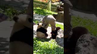 When Im stressed I like to watch cute pandas🤩youtubeshorts trending viralvideo panda fyp [upl. by Aural]