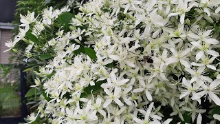 How to Control Sweet Autumn Clematis and Butterfly Bush  Ricks Garden Diary  2024 [upl. by Leunas]