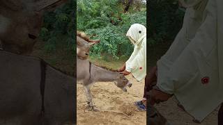 Donkeys gadha animals youtubeshorts shortfeed ytshorts [upl. by Ynneh]