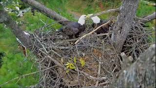 Nest CheckIn RoundUp Updates Close Encounters Busy Eagles amp MORE Cams Online October 1112 [upl. by Redmund237]