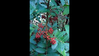 Eat The Weeds Episode 148 Brazilian Pepper [upl. by Eelarual]