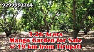 326 Acers Mango Garden for Sale  19 km from Tirupati [upl. by Annehsat339]