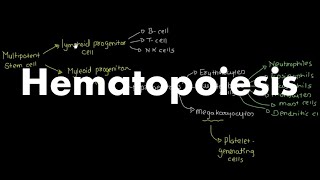 Hematopoiesis Overview [upl. by Winton]