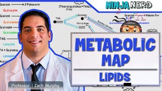 Metabolism  The Metabolic Map Lipids [upl. by Mcarthur]