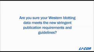 Western Blot Normalization Protocol to Help Meet Publication Requirements [upl. by Astto]